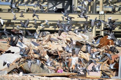 High angle view of pigeons