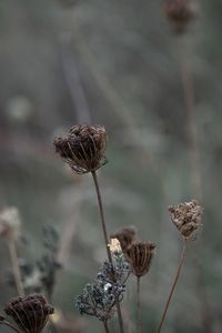 Close-up of wilted plant