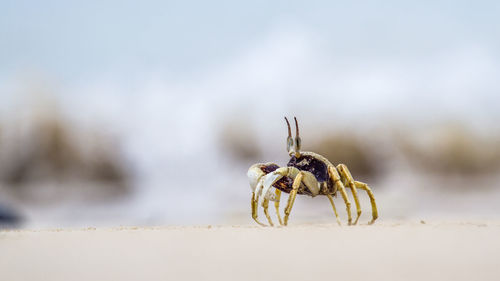 Close-up of spider on the beach