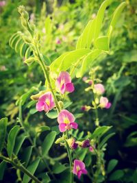 Close-up of pink flowering plant