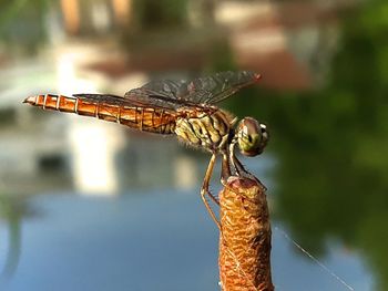Close-up of dragonfly on twig
