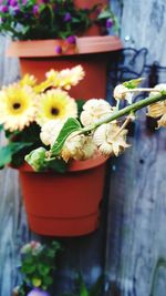 Close-up of flowers