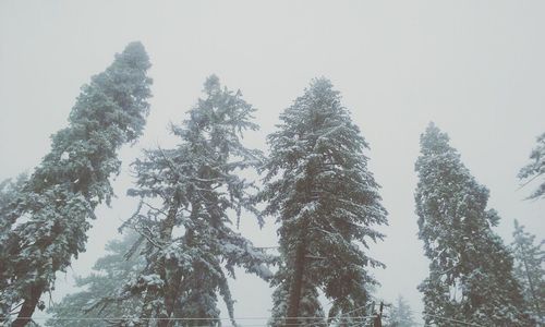 Low angle view of trees against clear sky