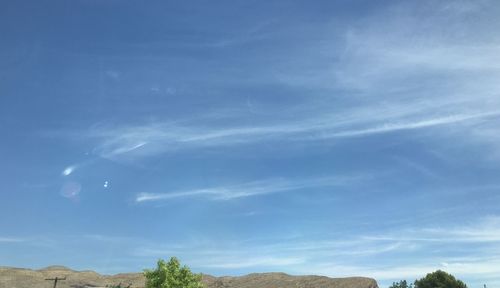 Low angle view of trees against blue sky