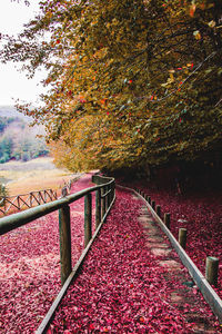 Footpath by railing in park during autumn