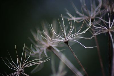 Close-up of plant against sky