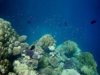 Fish swimming in sea