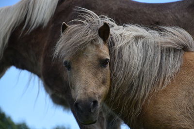 Close-up of a horse