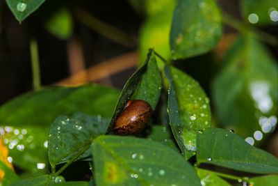 Close-up of raindrops on leaves