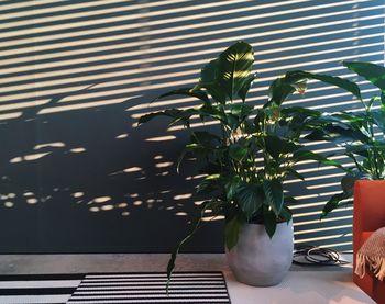 Plants on table