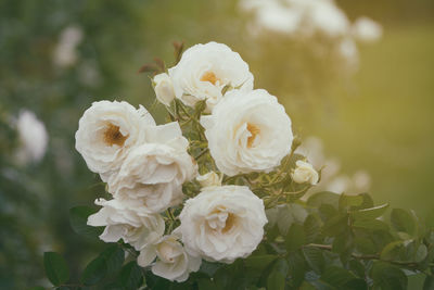 Close-up of white rose