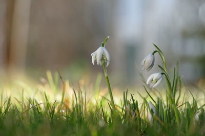 Close-up of white flowering plants on field