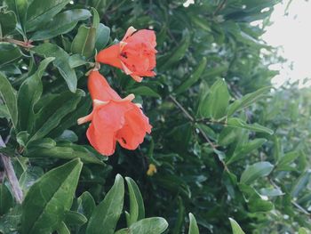 Close-up of flower blooming outdoors