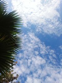 Low angle view of palm trees against blue sky