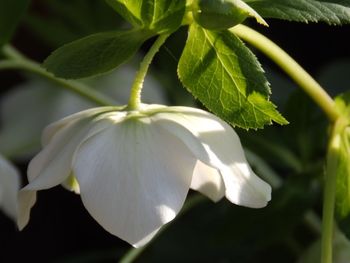 Close-up of flower growing on tree