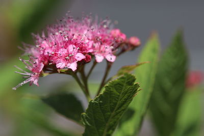 Close-up of pink flowering plant