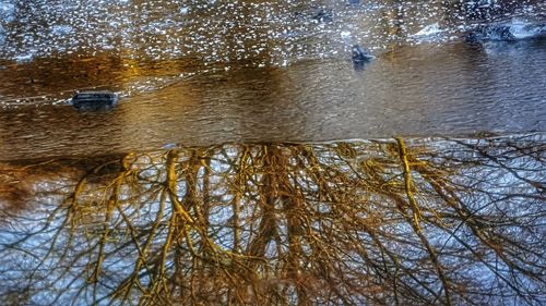 Close-up of puddle