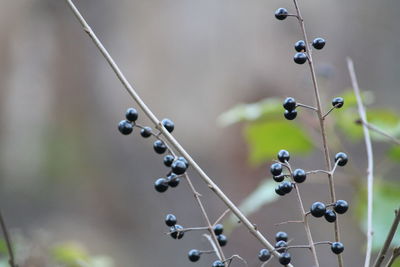 Close-up of berries growing on plant