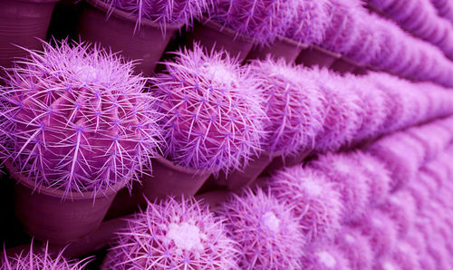 Surreal pop art style stunning purple colored rows of potted golden barrel cactus plants