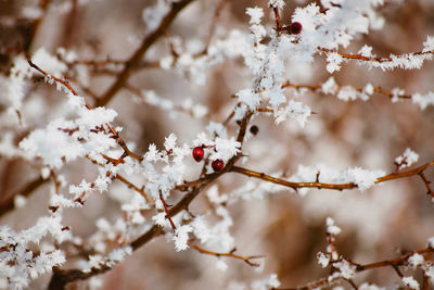 Close-up of cherry blossom on tree