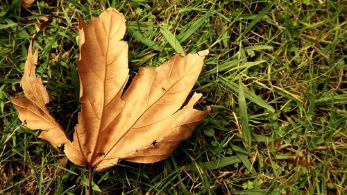 Close-up of dry maple leaf on field