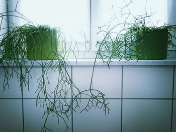 Plants growing on wall