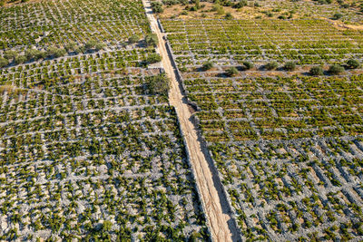 Vineyards with dry walls near primosten, adriatic sea, croatia