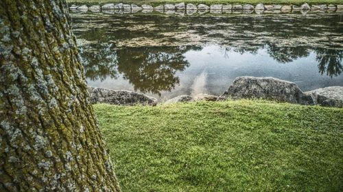 Close-up of tree trunk