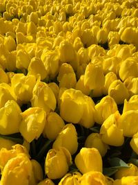 Full frame shot of yellow flowering plants