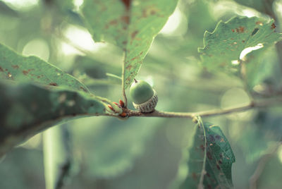 Close-up of berries growing on tree