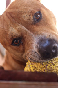 Close up of a dog looking at camera while biting a toy ball