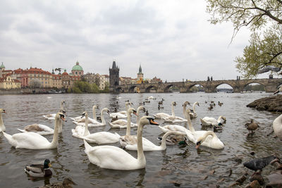 Swans in river against buildings