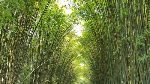 View of bamboo trees in forest