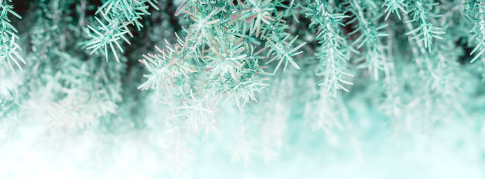 Full frame shot of pine trees during winter