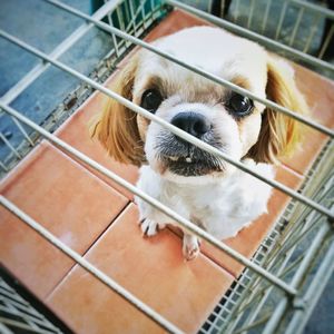 High angle view of puppy in cage