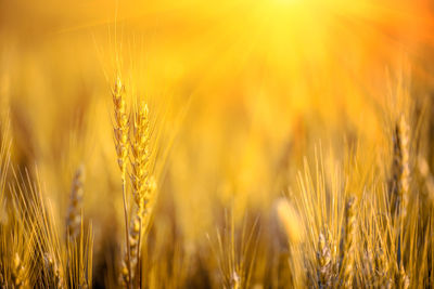 Close-up of wheat field