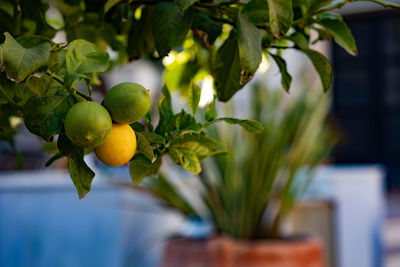 Close-up of fruits growing on tree