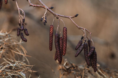 Close-up of dried plant on field