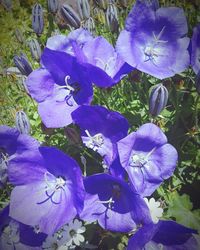 Close-up of purple flowers