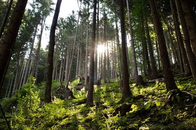 Sunlight streaming through trees in forest