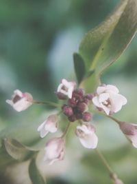 Close-up of cherry blossom on tree