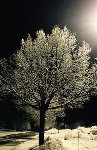 Trees on snow covered landscape against sky at night