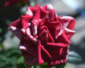 Close-up of red rose