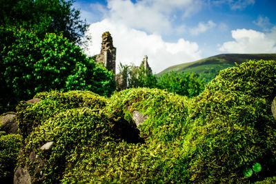 Close-up of moss growing on tree against sky