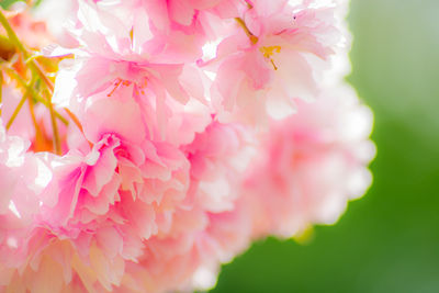 Close-up of pink flowers