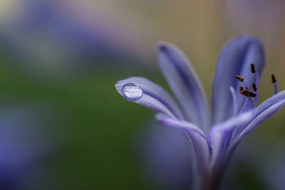 Close-up of purple flower