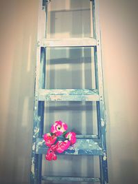 Close-up of pink flowers in window