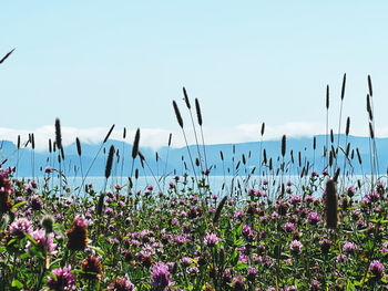 Plants growing on field against sky