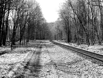 Bare trees in forest