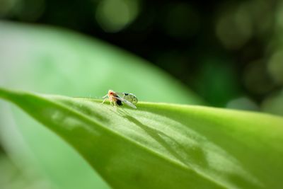 Close-up of insect on leaf